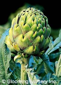 Cynara scolymus 'Green Globe'